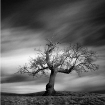 南通蓝美摄影赏析之孤独的树——Andy Lee黑白摄影欣赏